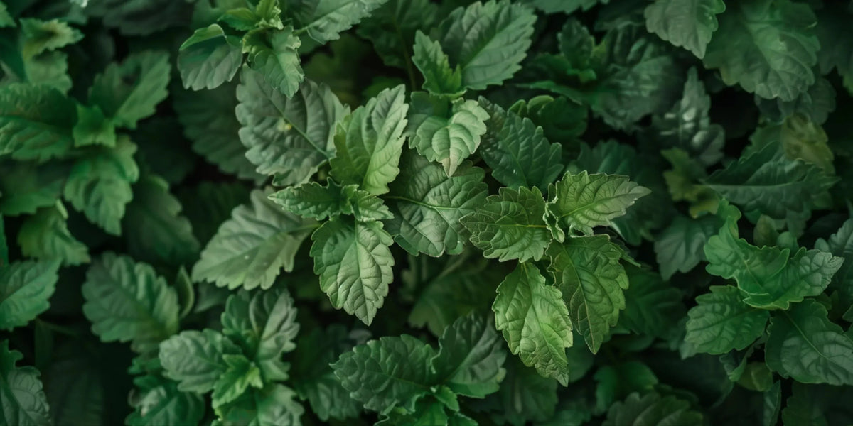 Patchouli in Parfüms: Herkunft, Wirkung & Duftprofil - Oriental-Style
