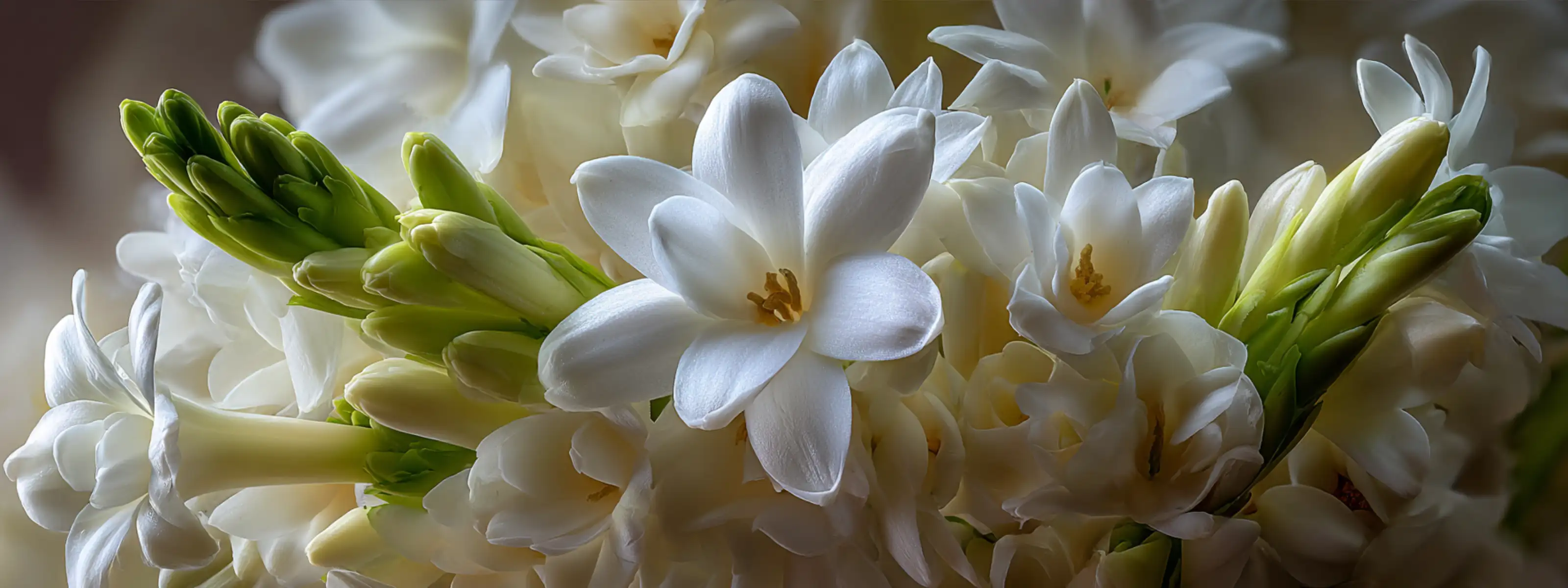 Tuberose Parfüms